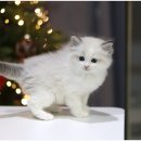 도레미캣 고양이분양 남양주 다산점 | 강북고양이분양 어디서 할까? 실제 후기 많은 도레미캣