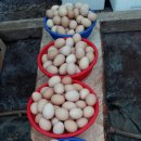 꿈의농장 이미지