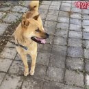 금이 이미지