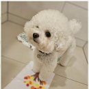 리본반려견 유치원 이미지