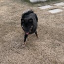 뜰펜션 | [경주] 애견동반펜션 강아지뜰 (구 강아지풀) B동 후기