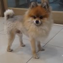 에이치동물메디컬센터 | 부산 민락동 동물병원 다녀왔어요!! 강아지들 신난 진료 후기ㅋㅋ