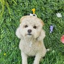 땡글땡굴 이미지