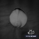 채플린동물병원 이미지