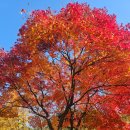 이태진 | [서울 관악](251114)서울대 자하연과 자하 신위, 그리고 단풍들