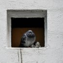 비둘기집 이미지