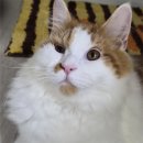 원주김안과의원 | [고양이 동물병원]_푸른별안과의원 후기(안검내반 수술)