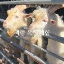 진주목장 | 진주 근교 체험 아이와가볼만한곳 야베스팜카페