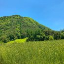 오늘도푸른 이미지