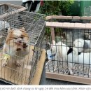 Grooming pet(그루밍펫) 이미지