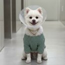 13살 노령견 강아지, 허벅지뼈 복합 골절 수술, N동물의료센터 강북점