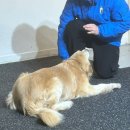 블루 독 스쿨 이미지