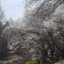 관악산 벚꽃 이미지