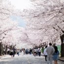 가람푸드써비스(주) 국립나주숲체원 지점 | [전라북도 고창군] 고창 벚꽃축제