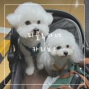 피콜로카네 | 피콜로카네 카리노2 3년 사용후기 강아지유모차 추천