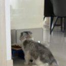 고양이 미용실 그냥 이미지