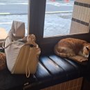 율목애견 이미지