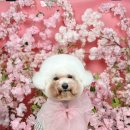 초량애견 이미지