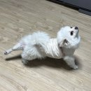 신난향꿀짜장 이미지