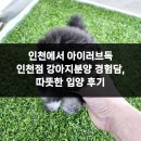 강아지분양 애견입양 아이러브독 인천점 | 인천에서 아이러브독 인천점 강아지분양 경험담, 따뜻한 입양 후기