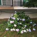 남일 당구장 | 2017년 7월