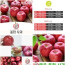 사과1번지