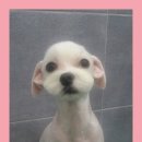 깍까독 이미지