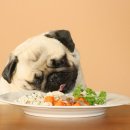 털찐강아지 이미지