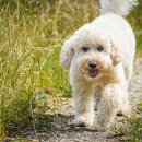 동물미용업 영업등록신청 이미지