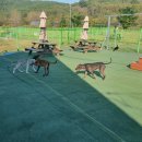 경북애견 이미지