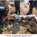 폭설 피해 부여 대조사 석조미륵보살입상 긴급 조치 이미지