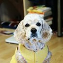 스타일나개 이미지