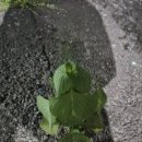 동암 낚시터 | 동암역 참치 오랜만에 머리 해체쇼 보고 온 참치맨