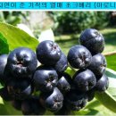 아로니아의 성분과 효능, 먹는법 이미지