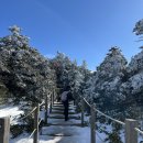 상효동-1 | [한라산 윗세오름] 영실 탐방로, 남벽 분기점, 어리목 탐방로 (2025.12.30)