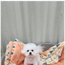 퍼피키티 이미지