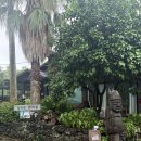 숲 in the grove | [제주/동쪽] 제주 숲속쉼ㅣ구좌·세화 애견동반숙소 4박5일 후기