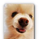 러브리독 이미지