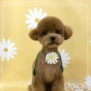 멍멍이 미용실 이미지