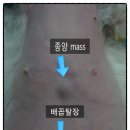 미드미 동물의료센터 이미지