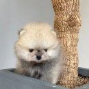 306 퍼피 이미지