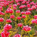 영신숲길2 이미지