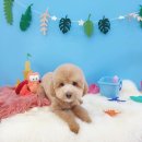 그루밍_light 이미지