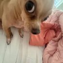 (주)에스티 | 에스티로더 더블웨어 파운데이션 건성용으로 리뉴얼한다고 ...? (feat.구매처 url 포함)