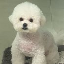 망쿠애견샵 이미지