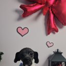 라이크어독 이미지