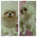 배불도기 이미지