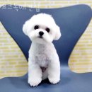 요크독애견샵 이미지