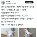 양 - 제주시 원노형6길 3-8 | 양