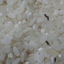 쌀벌레 생기는 이유와 없애는법 5가지 : 쌀벌레 생긴 쌀은 이렇게! 이미지